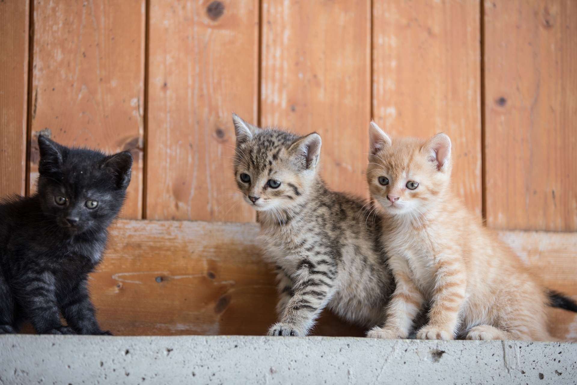 VetFrandl - Baby Katzen